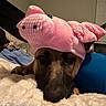 Harper June is registered to the contest to win money with this photo: dog, bed, blanket, pink_hat, plush, animal, pet, costume, indoor, fur, resting, cute, brown_dog, headwear, sleepy, cozy, fabric, home, window, bedroom