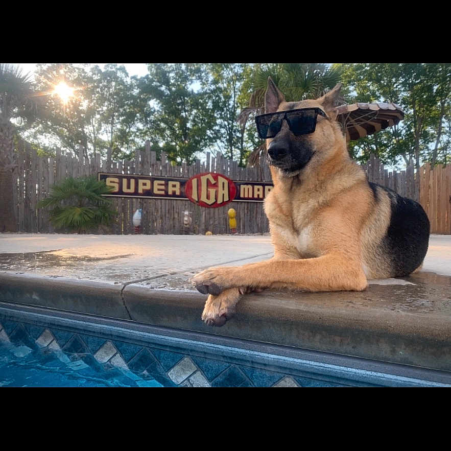 Harper June is registered to the contest to win money with this photo: dog, german_shepherd, sunglasses, pool, outdoor, sunlight, fence, trees, sidewalk, relaxing, summer, pet, canine, animal, backyard, shade, cool, resting, water, daytime