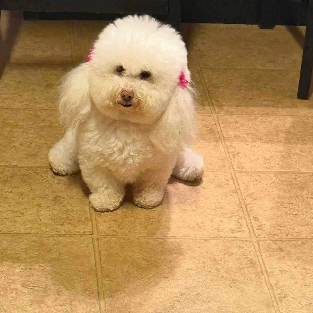 Prices is registered to the contest to win money with this photo: dog, white_dog, fluffy, curly_fur, pink_bows, pet, indoor, tile_floor, small_dog, cute, animal, sitting, looking, domestic_animal, floor, fur, companion, adorable, household, poodle
