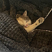 Grisou participe au concours pour gagner de l'argent avec cette photo : cat, sleeping, blanket, cozy, paw, fur, rest, indoor, comfort, relaxation, pet, animal, cute, home, soft, warm, texture, nap, feline, peaceful