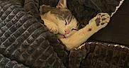 Grisou participe au concours pour gagner de l'argent avec cette photo : animal, blanket, cat, comfort, cozy, cute, feline, fur, home, indoor, nap, paw, peaceful, pet, relaxation, rest, sleeping, soft, texture, warm