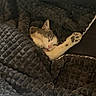 cat, sleeping, blanket, cozy, paw, fur, rest, indoor, comfort, relaxation, pet, animal, cute, home, soft, warm, texture, nap, feline, peaceful