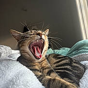 Apy a rejoint le concours — aidez-le/la à gagner de superbes lots ! cat, tabby, yawning, stretching, pet, feline, whiskers, teeth, tongue, bed, blanket, cozy, indoor, sunlight, fur, relaxing, animal, cute, sleepy, resting