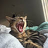 cat, tabby, yawning, stretching, pet, feline, whiskers, teeth, tongue, bed, blanket, cozy, indoor, sunlight, fur, relaxing, animal, cute, sleepy, resting
