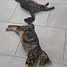 cat, tabby_cat, floor, tile, pet, animal, sleeping, resting, tail, lying_down, indoor, cute, feline, friendship, two_cats, companionship, relaxing, domestic_animal, pattern, striped