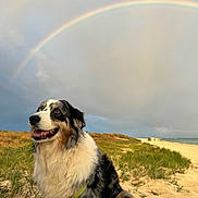 Loki joined the competition — help win amazing prizes! dog, australian_shepherd, beach, sand, grass, rainbow, cloudy_sky, outdoor, nature, pet, happy, fluffy, leash, sitting, canine, animal, landscape, scenic, daylight, smiling
