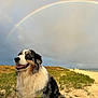 dog, australian_shepherd, beach, sand, grass, rainbow, cloudy_sky, outdoor, nature, pet, happy, fluffy, leash, sitting, canine, animal, landscape, scenic, daylight, smiling