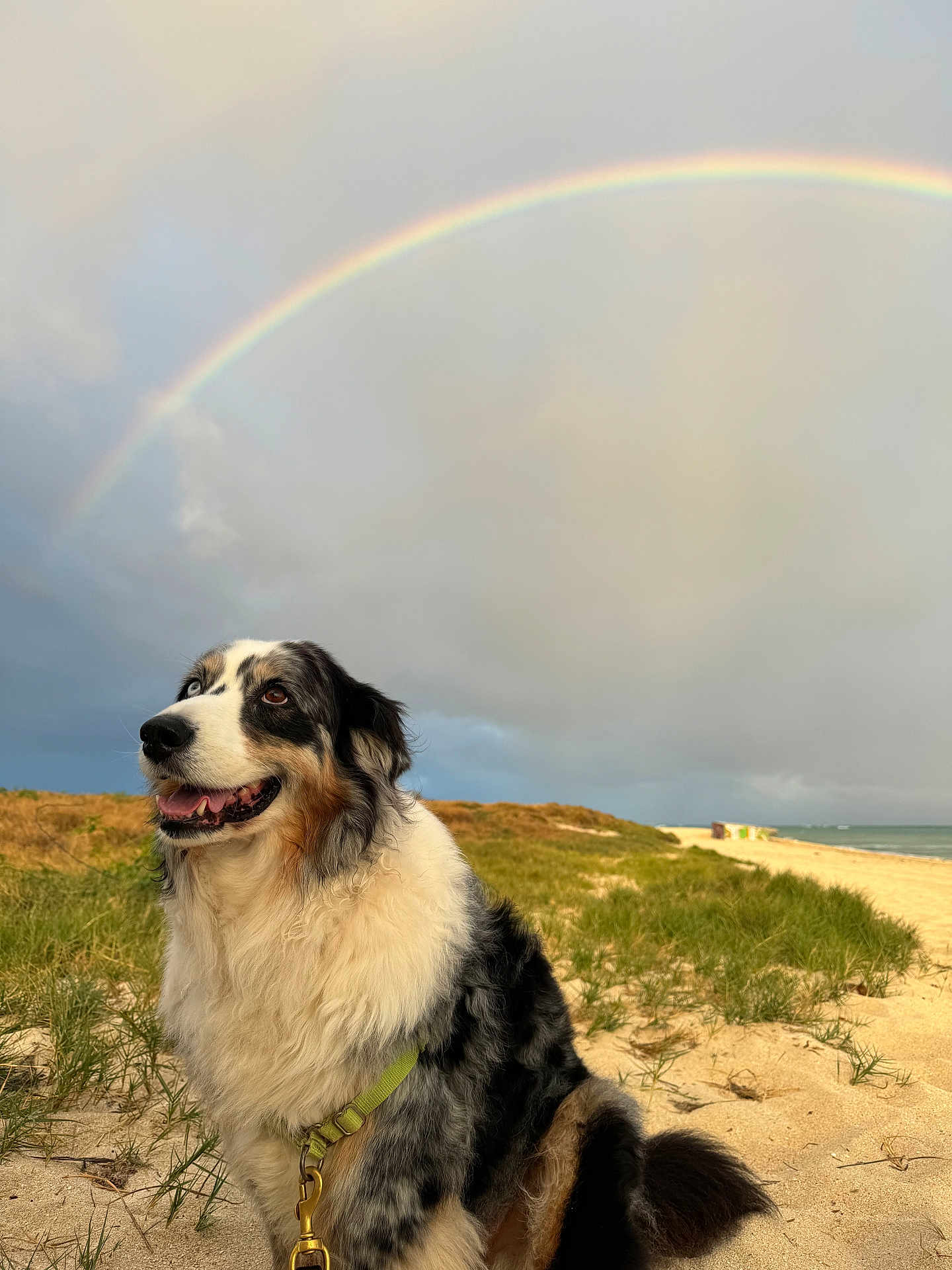 Loki joined the competition — help win amazing prizes! dog, australian_shepherd, beach, sand, grass, rainbow, cloudy_sky, outdoor, nature, pet, happy, fluffy, leash, sitting, canine, animal, landscape, scenic, daylight, smiling