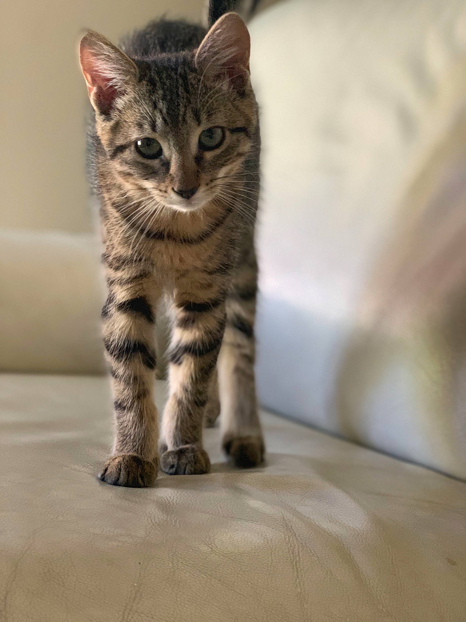 Spirt joined the competition — help win amazing prizes! aegean_cat, american_shorthair, arabian_mau, asian, california_spangled, carnivore, cat, domestic_short_haired_cat, dragon_li, egyptian_mau, european_shorthair, felidae, kitten, mammal, pixie_bob, small_to_medium_sized_cats, snout, tabby_cat, vertebrate, whiskers