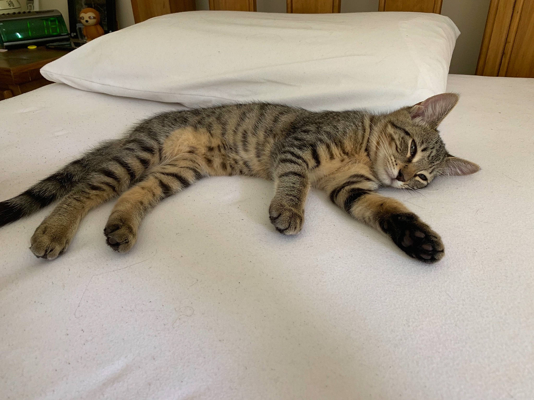Spirt is registered to the contest to win money with this photo: american_shorthair, asian, bengal, california_spangled, carnivore, cat, domestic_short_haired_cat, dragon_li, european_shorthair, felidae, kitten, mammal, paw, small_to_medium_sized_cats, sokoke, tabby_cat, tail, toyger, vertebrate, whiskers