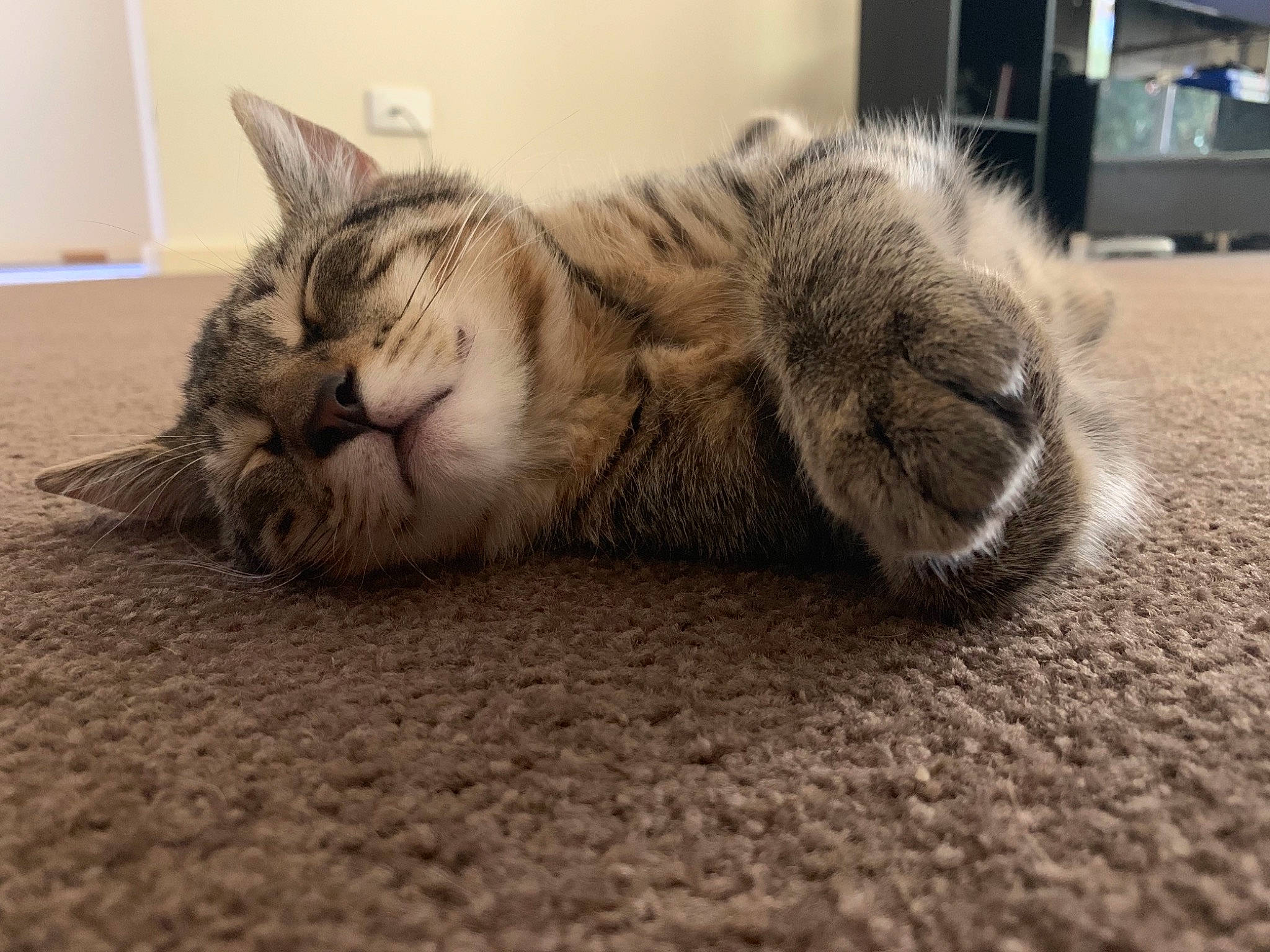 Spirt is registered to the contest to win money with this photo: american_shorthair, asian, british_semi_longhair, carnivore, cat, domestic_short_haired_cat, dragon_li, european_shorthair, felidae, fur, kitten, mammal, munchkin, nap, paw, pixie_bob, sleep, small_to_medium_sized_cats, tabby_cat, whiskers