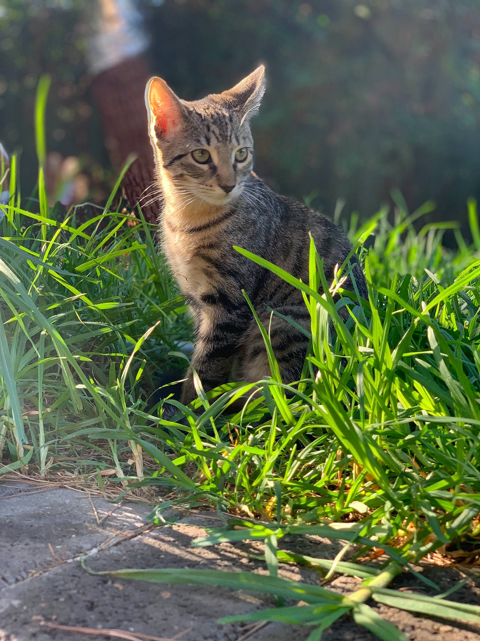 Spirt joined the competition — help win amazing prizes! carnivore, cat, domestic_short_haired_cat, european_shorthair, eye, felidae, grass, grass_family, green, leaf, organism, plant, small_to_medium_sized_cats, sunlight, tabby_cat, toyger, vegetation, whiskers, wild_cat, wildlife