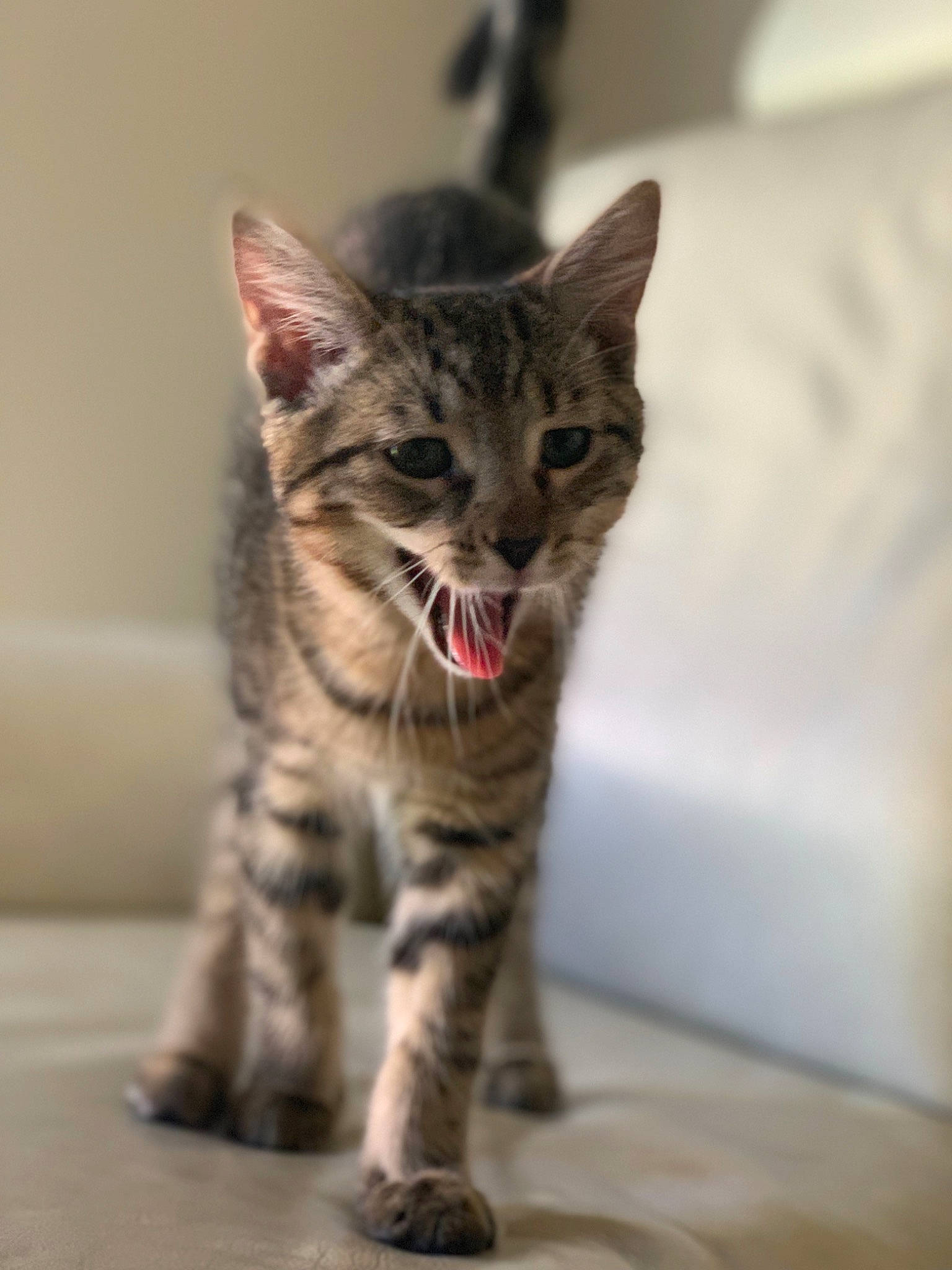 Spirt is registered to the contest to win money with this photo: american_shorthair, asian, california_spangled, carnivore, cat, domestic_short_haired_cat, dragon_li, egyptian_mau, european_shorthair, facial_expression, felidae, kitten, mammal, pixie_bob, savannah, small_to_medium_sized_cats, snout, tabby_cat, vertebrate, whiskers