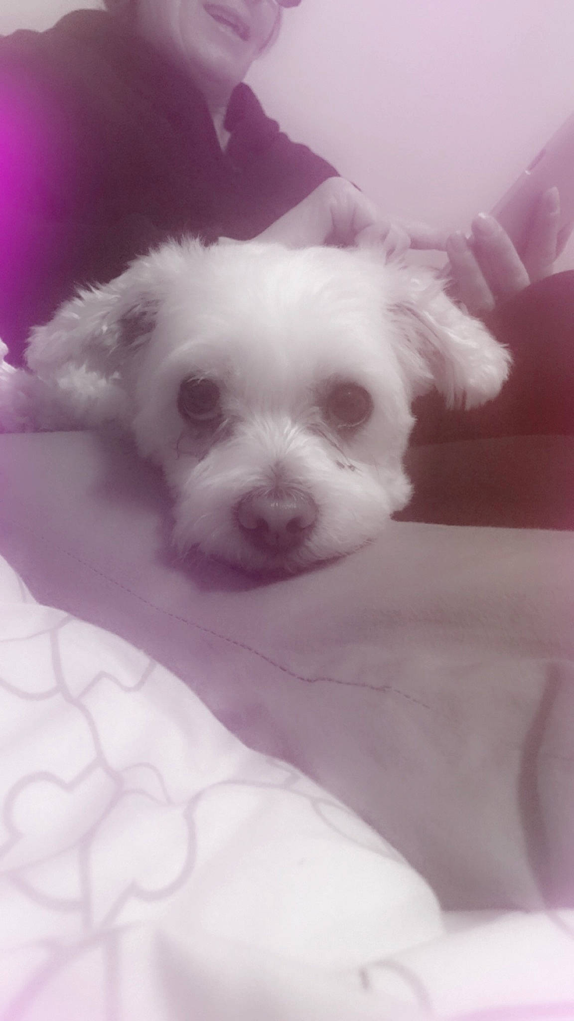 Roxi is registered to the contest to win money with this photo: