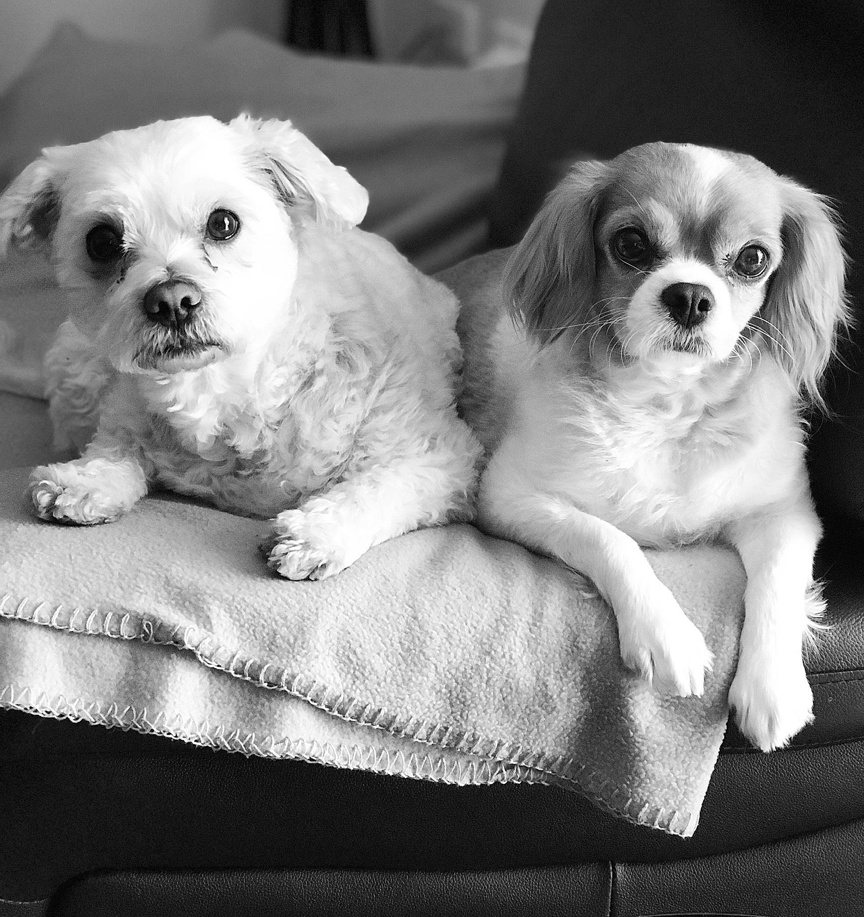 Roxi joined the competition — help win amazing prizes!