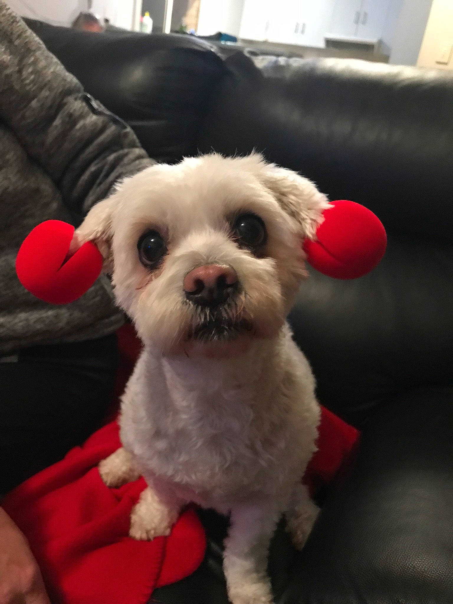 Roxi joined the competition — help win amazing prizes!