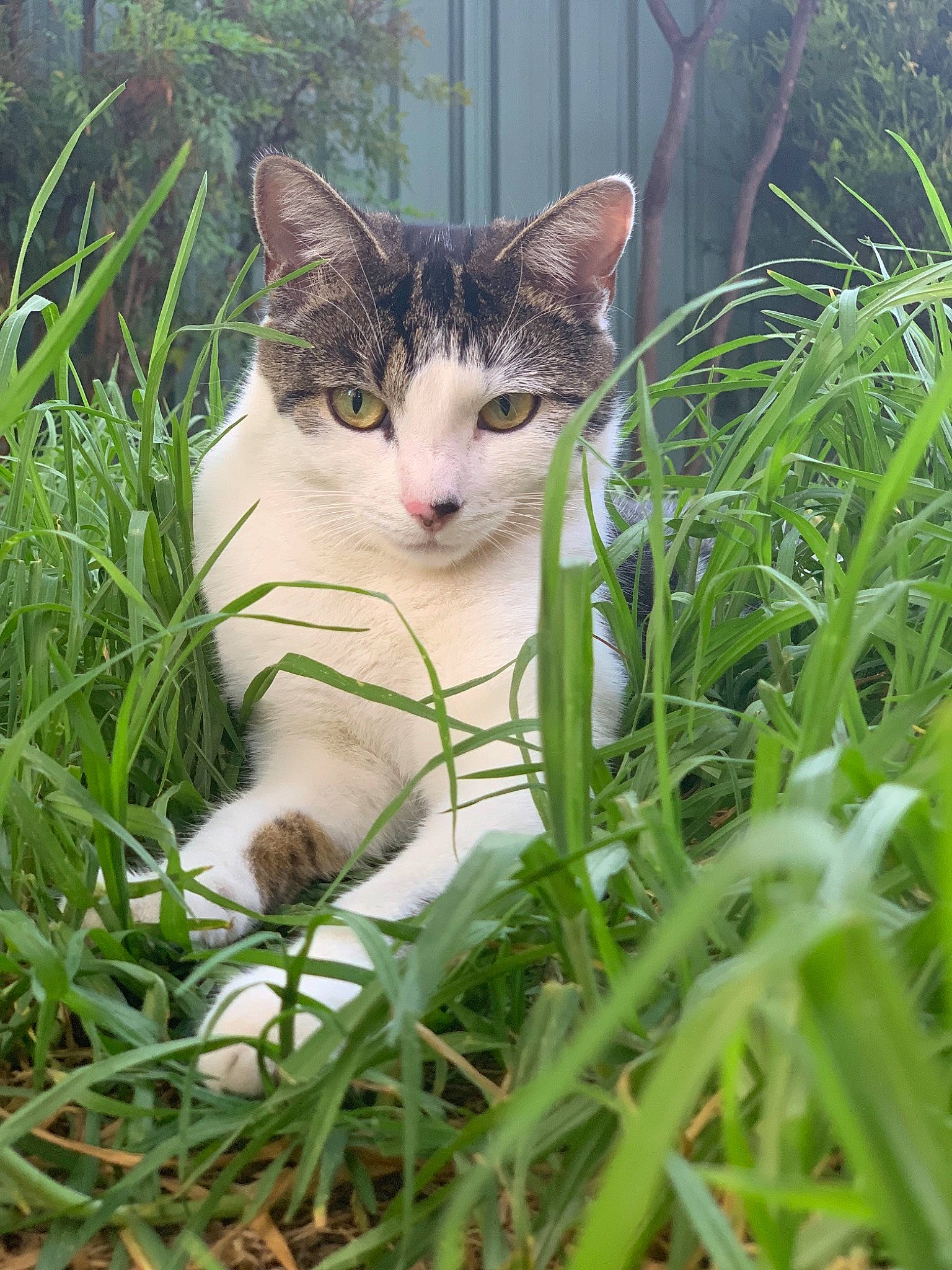 Biscuit is registered to the contest to win money with this photo: aegean_cat, american_wirehair, asian, carnivore, cat, domestic_short_haired_cat, european_shorthair, eye, felidae, grass, grass_family, green, kitten, lawn, organism, plant, small_to_medium_sized_cats, snout, tabby_cat, whiskers
