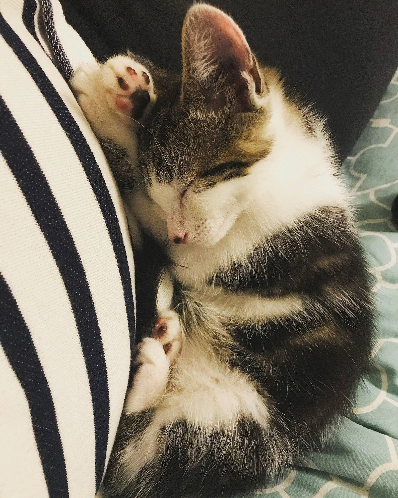 Biscuit is registered to the contest to win money with this photo: aegean_cat, american_shorthair, american_wirehair, asian, carnivore, cat, domestic_short_haired_cat, ear, european_shorthair, felidae, fur, kitten, leg, paw, polydactyl_cat, small_to_medium_sized_cats, tabby_cat, tail, whiskers