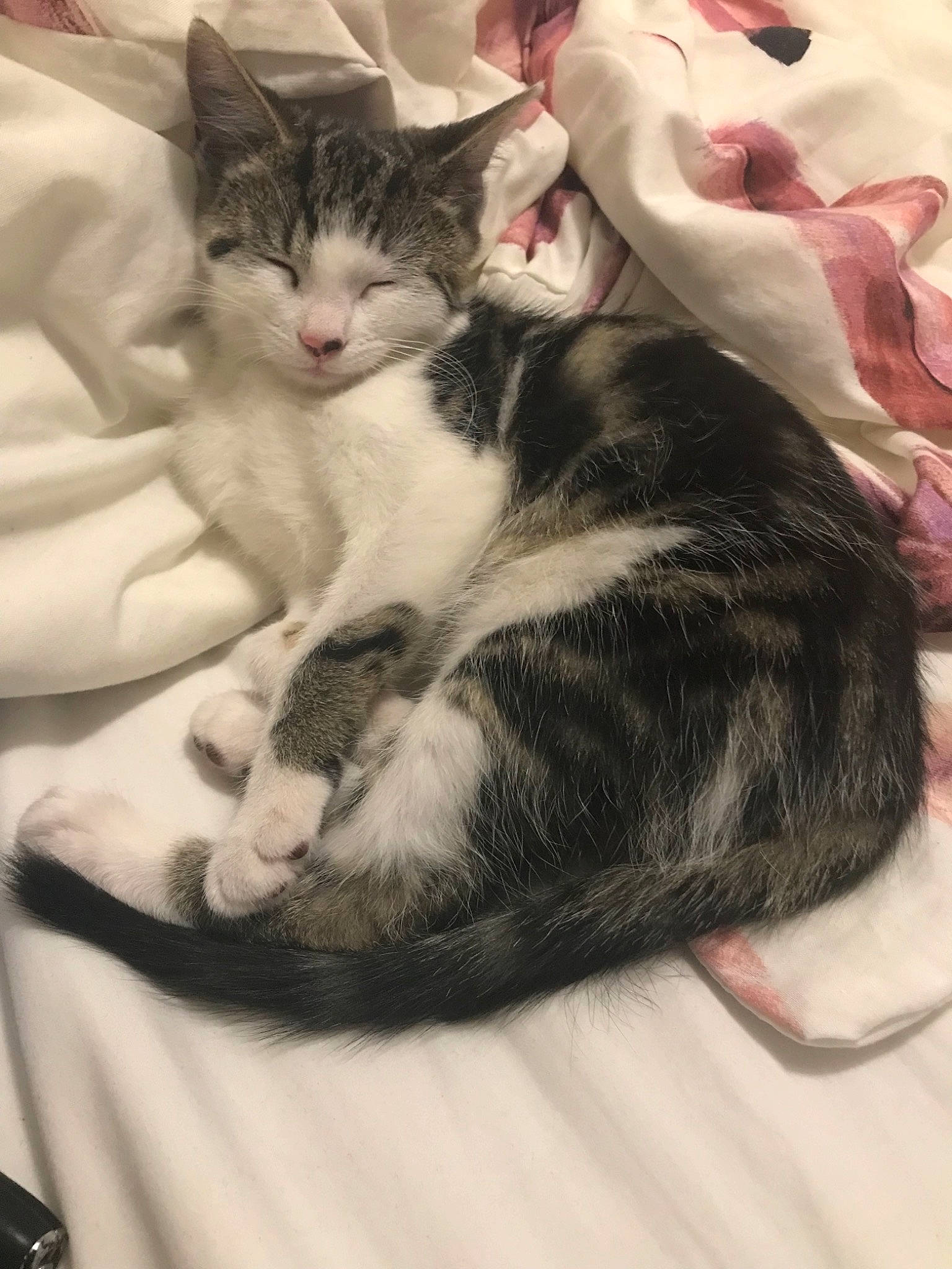 Biscuit is registered to the contest to win money with this photo: aegean_cat, american_wirehair, carnivore, cat, domestic_short_haired_cat, ear, european_shorthair, felidae, fur, kitten, nap, norwegian_forest_cat, small_to_medium_sized_cats, tail, whiskers