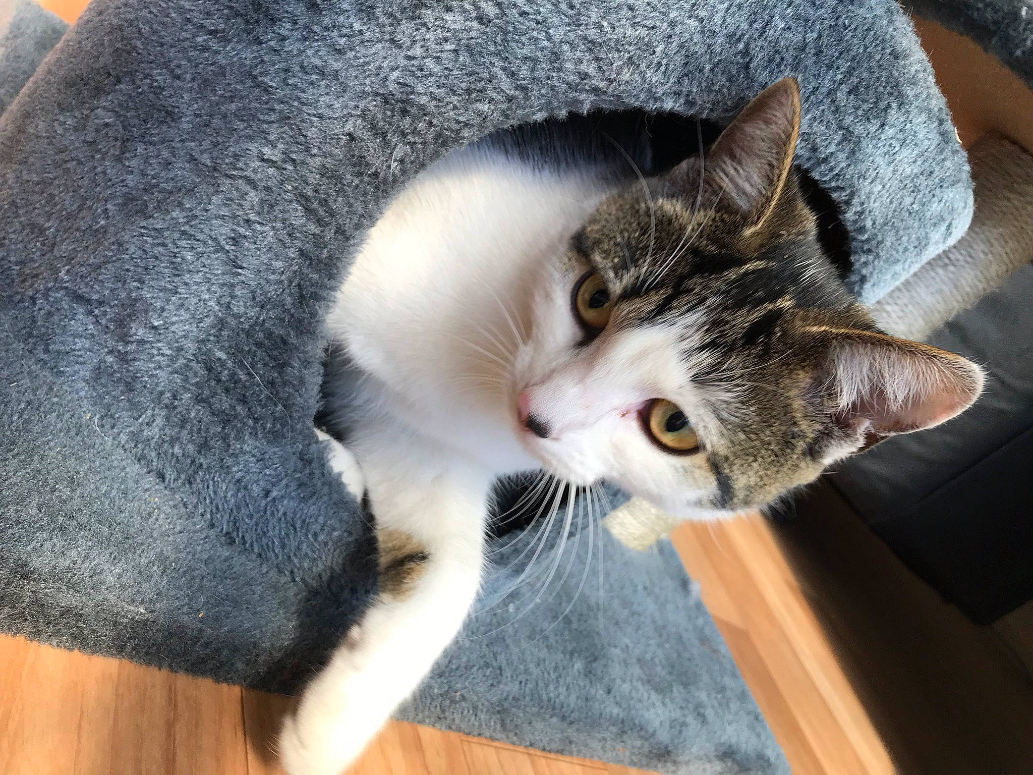Biscuit joined the competition — help win amazing prizes! american_wirehair, asian, carnivore, cat, domestic_short_haired_cat, ear, european_shorthair, felidae, fur, kitten, polydactyl_cat, small_to_medium_sized_cats, snout, whiskers