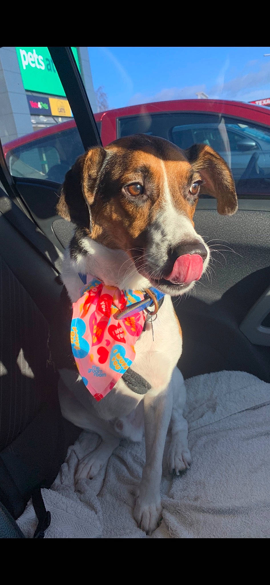 Robyn is registered to the contest to win money with this photo: canidae, car, carnivore, collar, companion_dog, dog, dog_breed, dog_collar, dog_supply, fawn, leash, pet_supply, snout, sporting_group, street_fashion, vehicle, vehicle_door, whiskers, windshield, working_animal