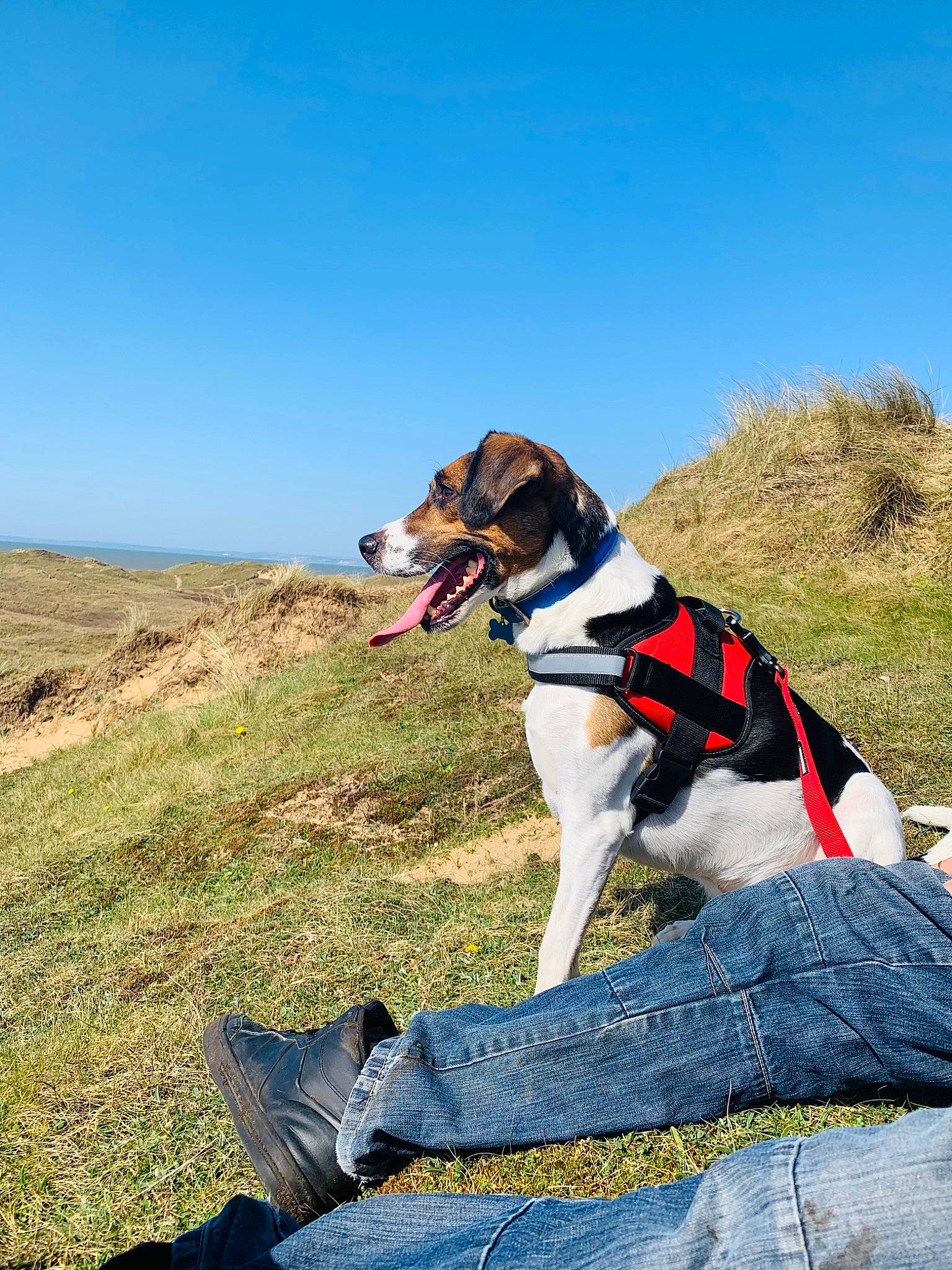 Robyn is registered to the contest to win money with this photo: canidae, carnivore, collar, companion_dog, dog, dog_breed, dog_collar, dog_supply, fawn, grass, grassland, hill, landscape, leash, leisure, mountain, plant, recreation, sky, sporting_group