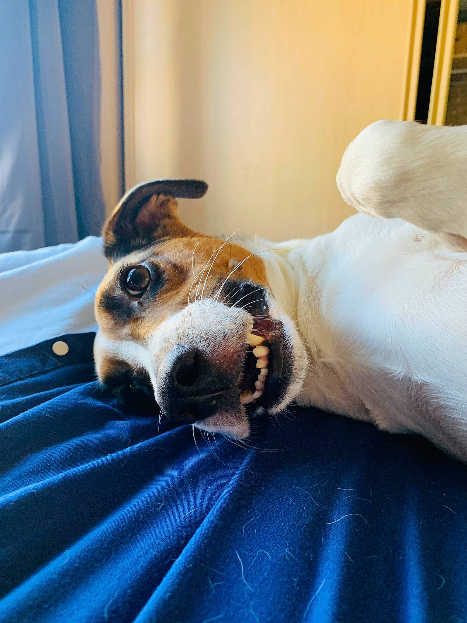 Robyn is registered to the contest to win money with this photo: beagle, canidae, carnivore, collar, comfort, companion_dog, couch, curtain, dog, dog_breed, fawn, fur, hound, mammal, nap, scent_hound, snout, sporting_group, terrier, whiskers