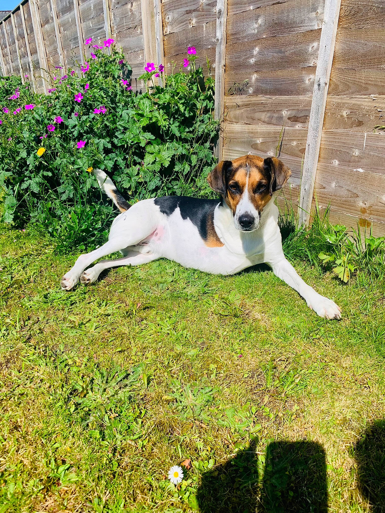 Robyn joined the competition — help win amazing prizes! annual_plant, building, carnivore, collar, companion_dog, dog, dog_breed, dog_supply, fawn, flower, grass, groundcover, herbaceous_plant, plant, shrub, sporting_group, tail, terrier, working_dog, yard