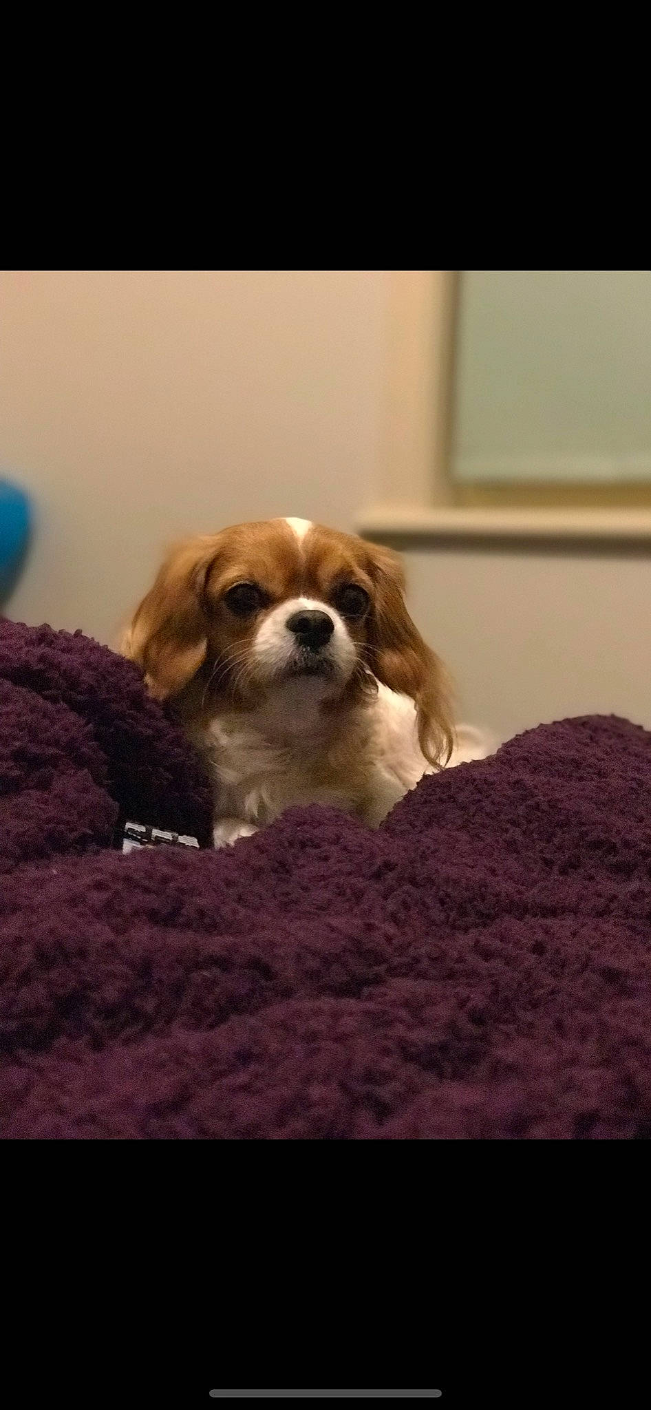 Nala is registered to the contest to win money with this photo: beaglier, canidae, carnivore, cavachon, cavalier_king_charles_spaniel, companion_dog, dog, dog_breed, fawn, king_charles_spaniel, kooikerhondje, mammal, phalene, puppy, puppy_love, snout, spaniel, sporting_group, toy_dog, vertebrate