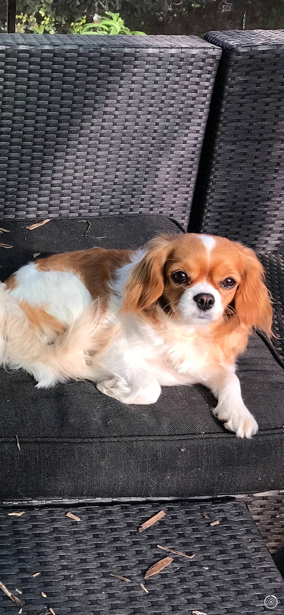 Nala is registered to the contest to win money with this photo: canidae, carnivore, cavalier, cavalier_king_charles_spaniel, cocker_spaniel, companion_dog, dog, dog_breed, fawn, king_charles_spaniel, mammal, phalene, puppy, rare_breed_dog, snout, spaniel, sporting_group, toy_dog, vertebrate