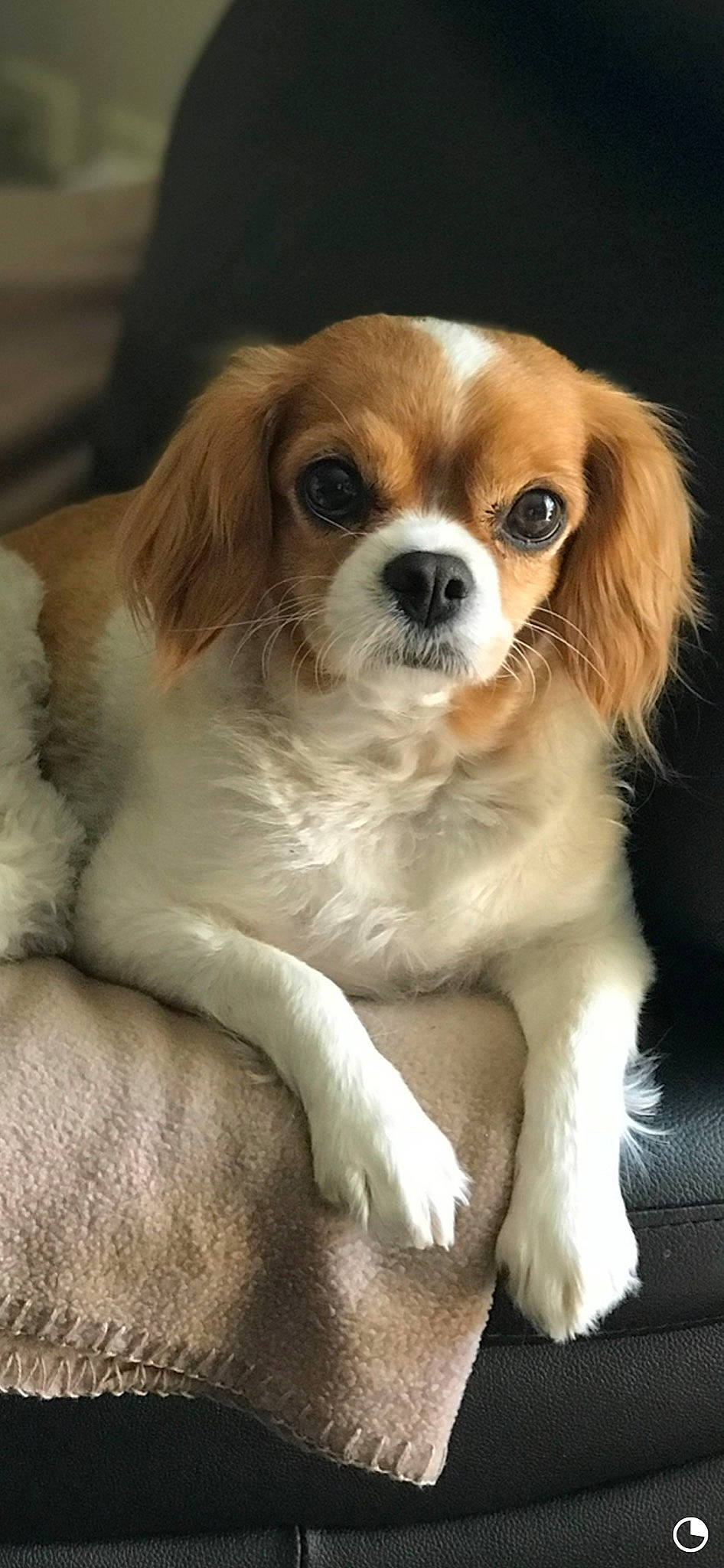 Nala joined the competition — help win amazing prizes! canidae, carnivore, cavalier_king_charles_spaniel, companion_dog, dog, dog_breed, fawn, king_charles_spaniel, mammal, phalene, puppy, puppy_love, rare_breed_dog, snout, spaniel, sporting_group, toy_dog, vertebrate