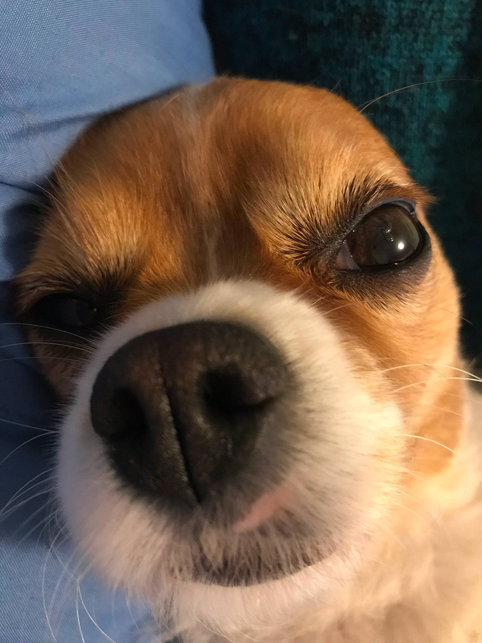 Nala joined the competition — help win amazing prizes! canidae, carnivore, cavalier_king_charles_spaniel, close_up, companion_dog, dog, dog_breed, ear, eye, fawn, head, mammal, nose, puppy, puppy_love, rare_breed_dog, snout, sporting_group, vertebrate, whiskers
