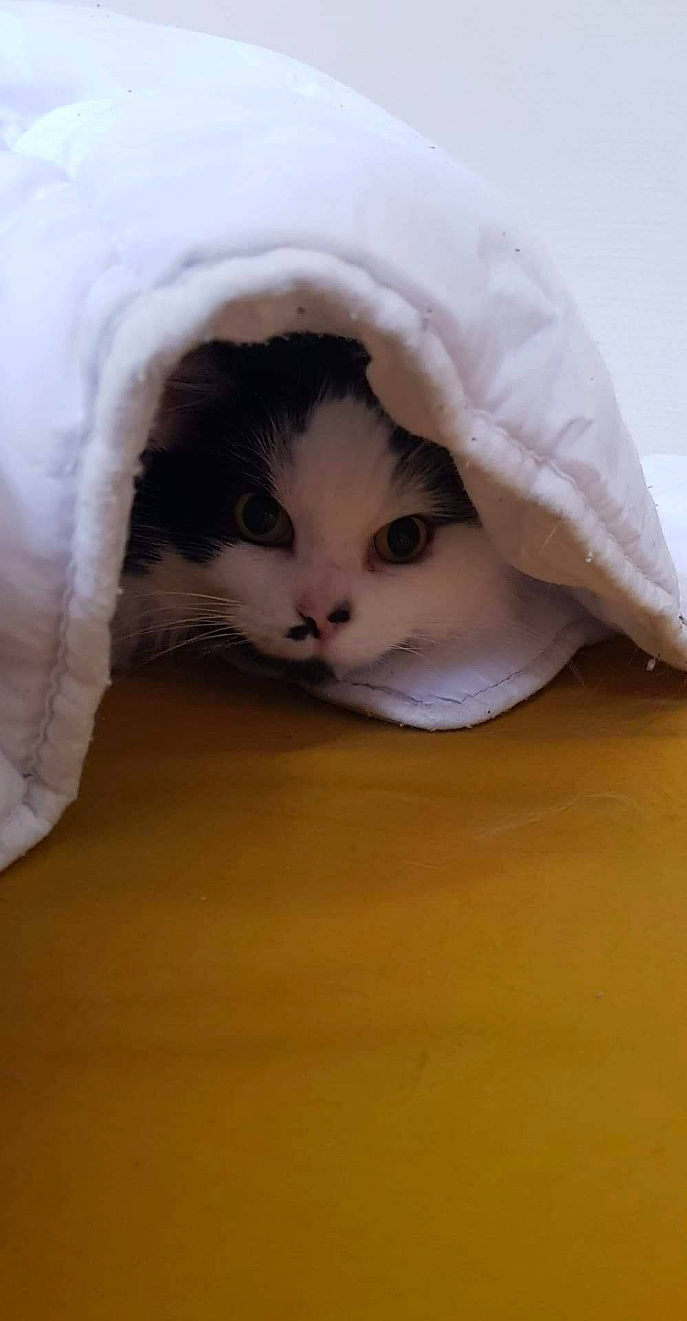 Kitty participe au concours pour gagner de l'argent avec cette photo : birman, carnivore, cat, cat_bed, comfort, domestic_short_haired_cat, eyelash, fawn, felidae, fur, linens, paw, small_to_medium_sized_cats, snout, tail, whiskers