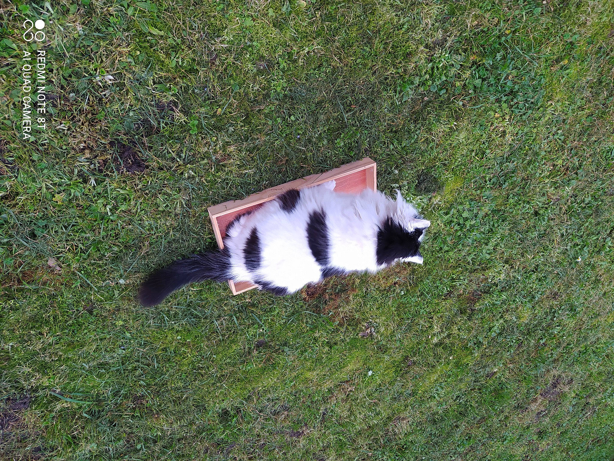Kitty a rejoint le concours — aidez-le/la à gagner de superbes lots ! carnivore, fawn, grass, grassland, groundcover, landscape, lawn, natural_environment, pasture, plant, red_panda, shrub, skunk, tail, terrestrial_animal, tree, trunk, whiskers, wildlife, window
