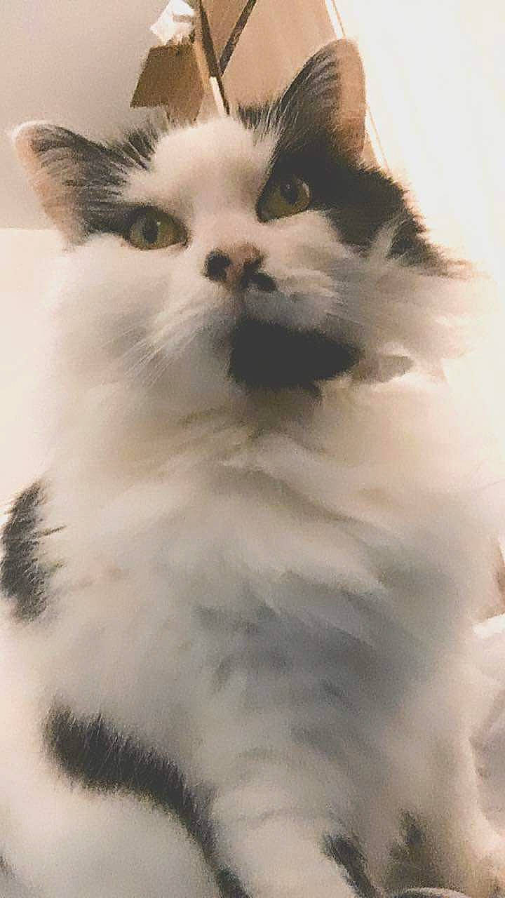 Kitty participe au concours pour gagner de l'argent avec cette photo : carnivore, cat, felidae, fur, small_to_medium_sized_cats, snout, terrestrial_animal, whiskers