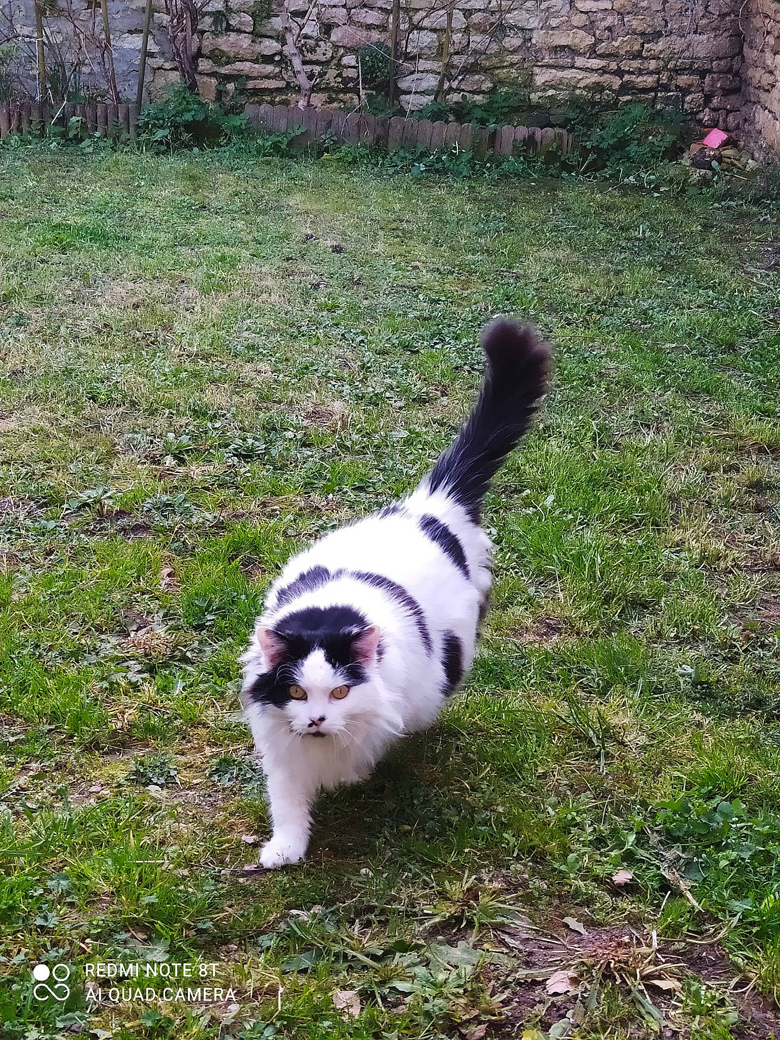 Kitty participe au concours pour gagner de l'argent avec cette photo : canidae, carnivore, cat, companion_dog, dog_breed, eye, felidae, fur, grass, grass_family, groundcover, lawn, plant, small_to_medium_sized_cats, snout, sporting_group, tail, terrestrial_animal, tree, whiskers