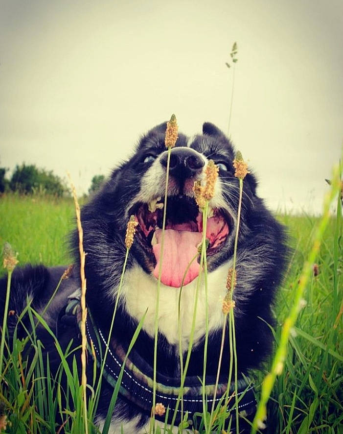 Flash a rejoint le concours — aidez-le/la à gagner de superbes lots ! carnivore, collar, companion_dog, dog, dog_breed, fang, felidae, grass, grassland, happy, jaw, people_in_nature, plant, roar, smile, snout, terrestrial_animal, whiskers, working_animal, yawn