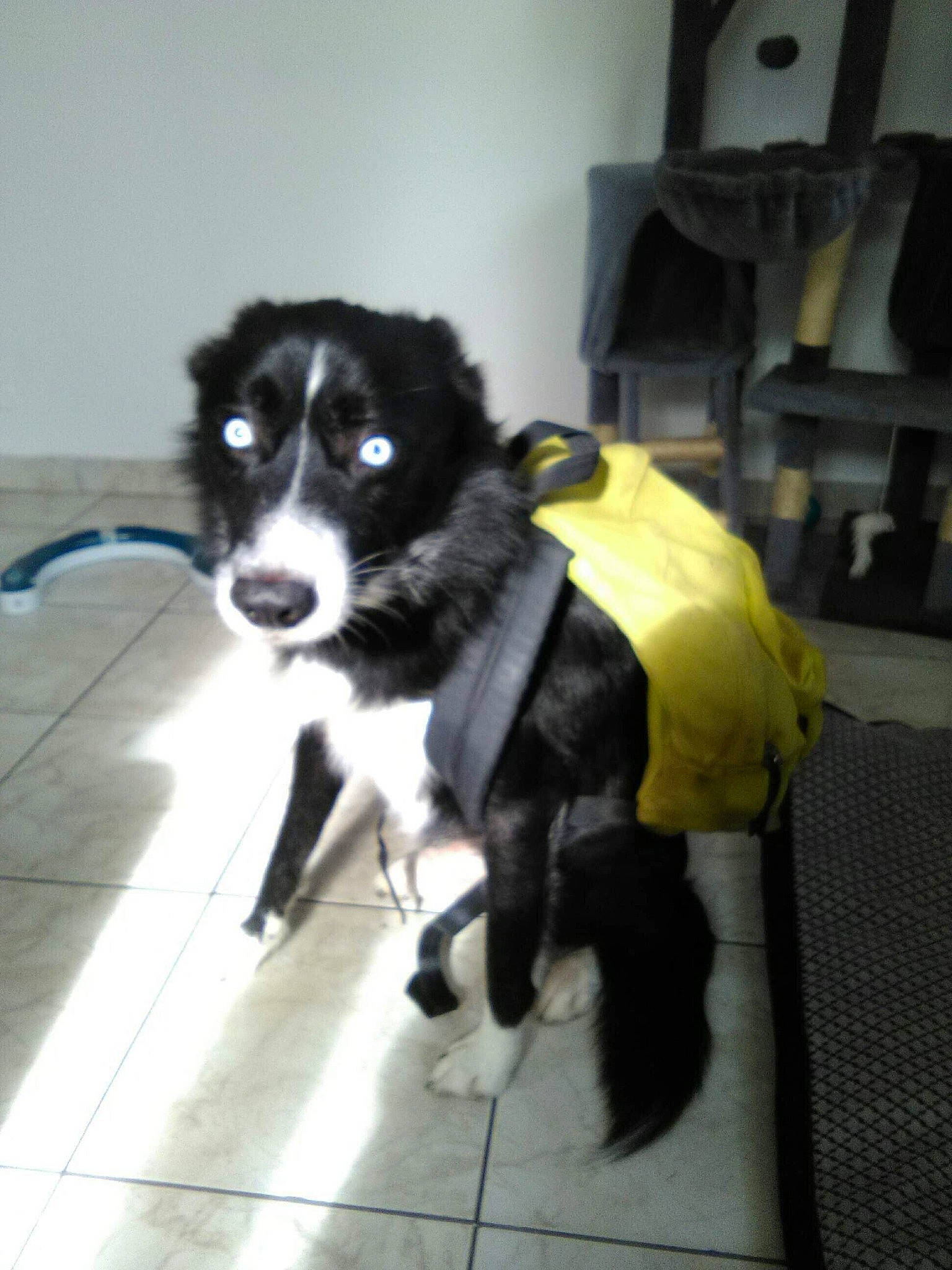 Flash participe au concours pour gagner de l'argent avec cette photo : borador, carnivore, companion_dog, dog, dog_breed, dog_supply, flooring, fur, herding_dog, non_sporting_group, puppy, sporting_group, tail, whiskers, working_animal, working_dog