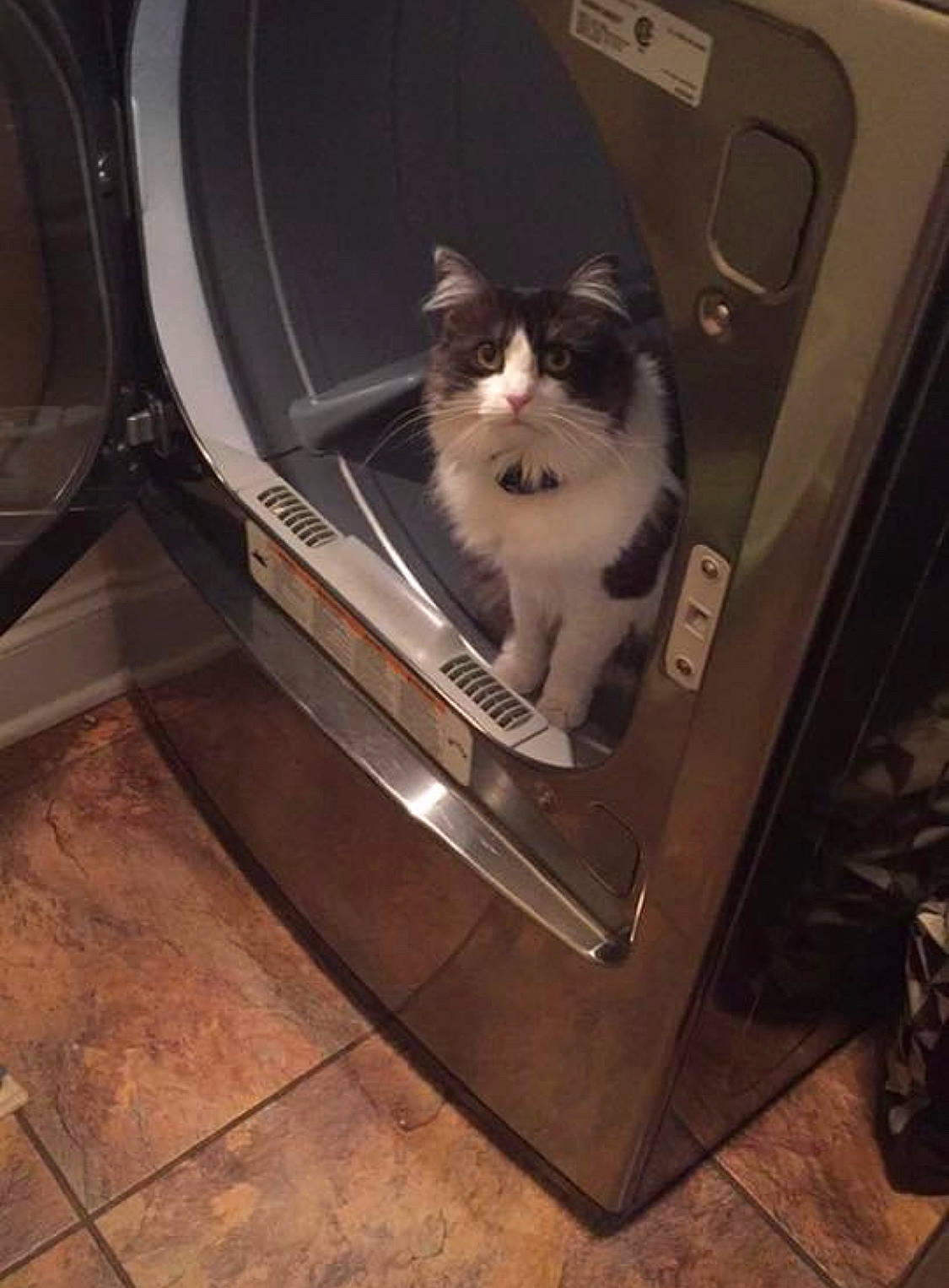 Princesses is registered to the contest to win money with this photo: carnivore, cat, domestic_long_haired_cat, domestic_short_haired_cat, felidae, kitten, norwegian_forest_cat, small_to_medium_sized_cats, tail, whiskers