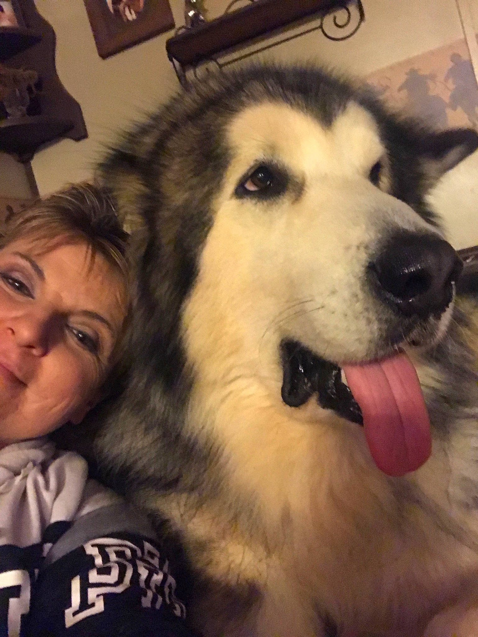 Diesel is registered to the contest to win money with this photo: alaskan_malamute, ancient_dog_breeds, canadian_eskimo_dog, canidae, carnivore, companion_dog, dog, dog_breed, mammal, native_american_indian_dog, nose, rare_breed_dog, sakhalin_husky, seppala_siberian_sleddog, siberian_husky, sled_dog, sporting_group, vertebrate, wolfdog, working_dog