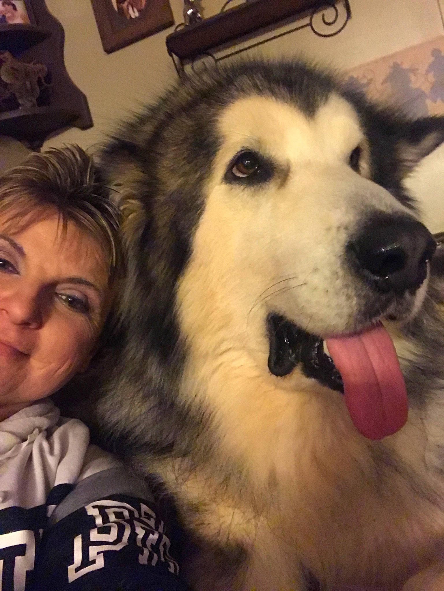 Diesel is registered to the contest to win money with this photo: alaskan_malamute, ancient_dog_breeds, canadian_eskimo_dog, canidae, carnivore, dog, dog_breed, mammal, native_american_indian_dog, nose, rare_breed_dog, sakhalin_husky, seppala_siberian_sleddog, siberian_husky, sled_dog, snout, sporting_group, vertebrate, wolfdog, working_dog
