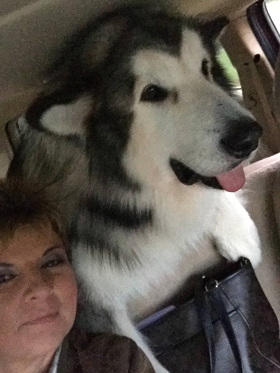 Diesel is registered to the contest to win money with this photo: alaskan_malamute, canidae, carnivore, dog, dog_breed, jamthund, mammal, native_american_indian_dog, northern_inuit_dog, nose, rare_breed_dog, sakhalin_husky, seppala_siberian_sleddog, siberian_husky, sled_dog, snout, sporting_group, tamaskan_dog, wolfdog, working_dog