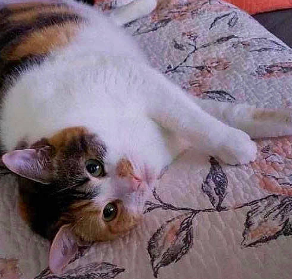 Snickers is registered to the contest to win money with this photo: aegean_cat, asian, carnivore, cat, claw, domestic_short_haired_cat, european_shorthair, felidae, fur, kitten, paw, polydactyl_cat, small_to_medium_sized_cats, tail, turkish_van, whiskers