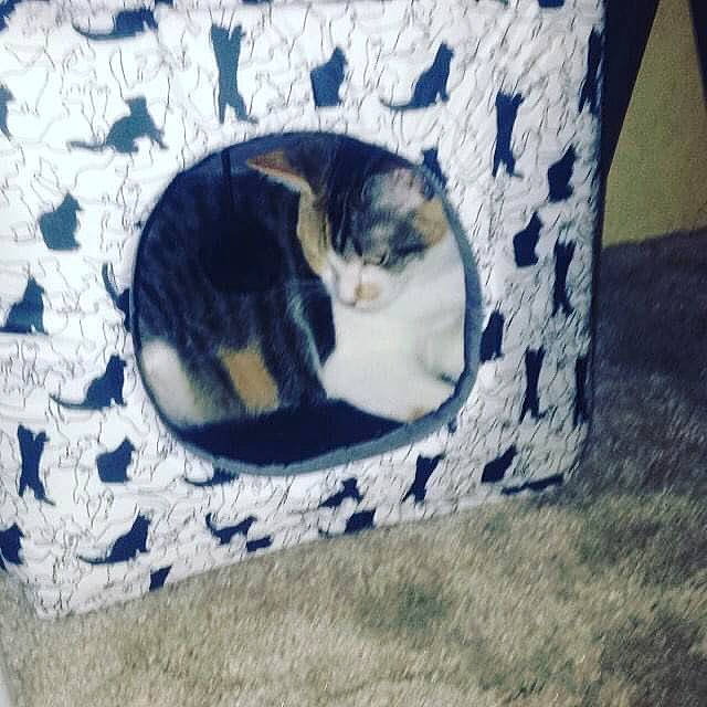 Snickers joined the competition — help win amazing prizes! art, carnivore, cat, domestic_short_haired_cat, european_shorthair, felidae, fur, kitten, polydactyl_cat, sand, small_to_medium_sized_cats, tail, textile, whiskers