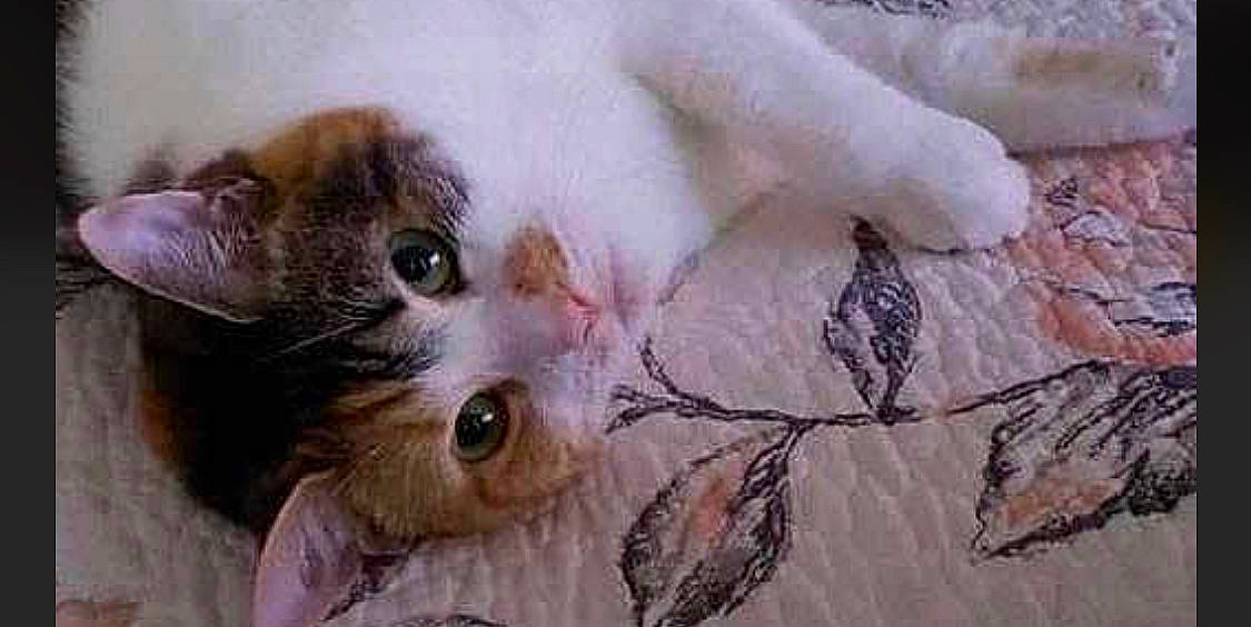 Snickers is registered to the contest to win money with this photo: aegean_cat, american_curl, carnivore, cat, european_shorthair, felidae, fur, german_rex, kitten, munchkin, norwegian_forest_cat, polydactyl_cat, siberian, small_to_medium_sized_cats, snout, turkish_van, whiskers