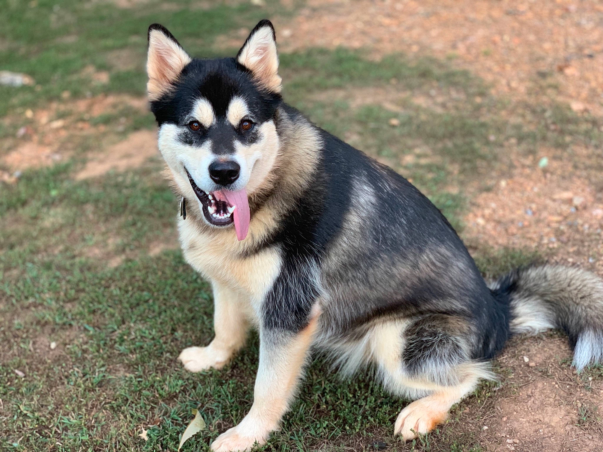 Contessa is registered to the contest to win money with this photo: alaskan_klee_kai, alaskan_malamute, canidae, carnivore, dog, dog_breed, east_siberian_laika, lapponian_herder, mammal, miniature_siberian_husky, native_american_indian_dog, northern_inuit_dog, sakhalin_husky, seppala_siberian_sleddog, siberian_husky, sled_dog, snout, tamaskan_dog, vertebrate, wolfdog