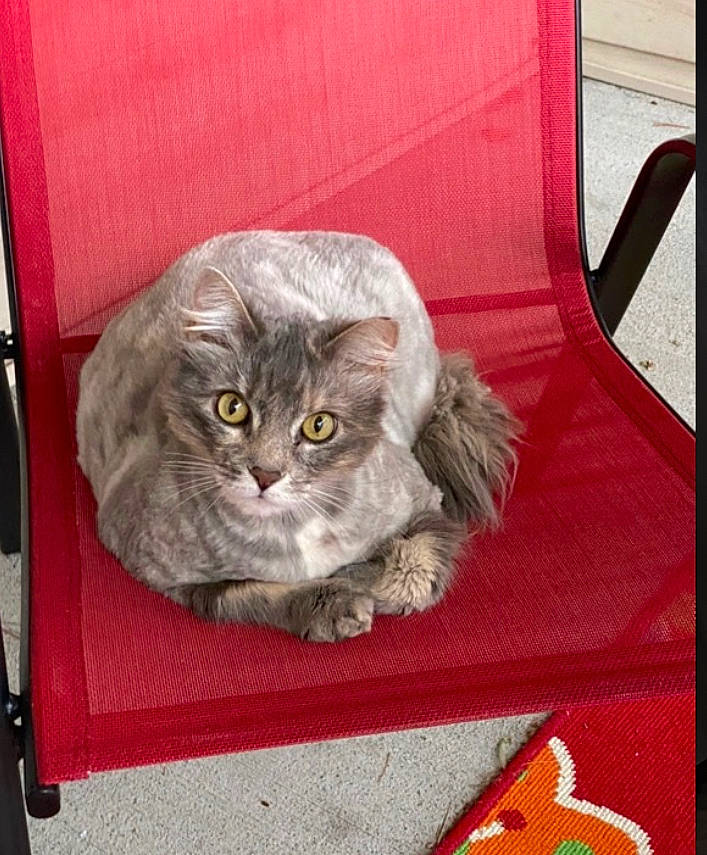 Snuggles joined the competition — help win amazing prizes! british_longhair, carnivore, cat, cat_supply, cat_toy, chair, comfort, domestic_short_haired_cat, felidae, fur, grey, paw, sitting, small_to_medium_sized_cats, snout, tail, terrestrial_animal, whiskers, window