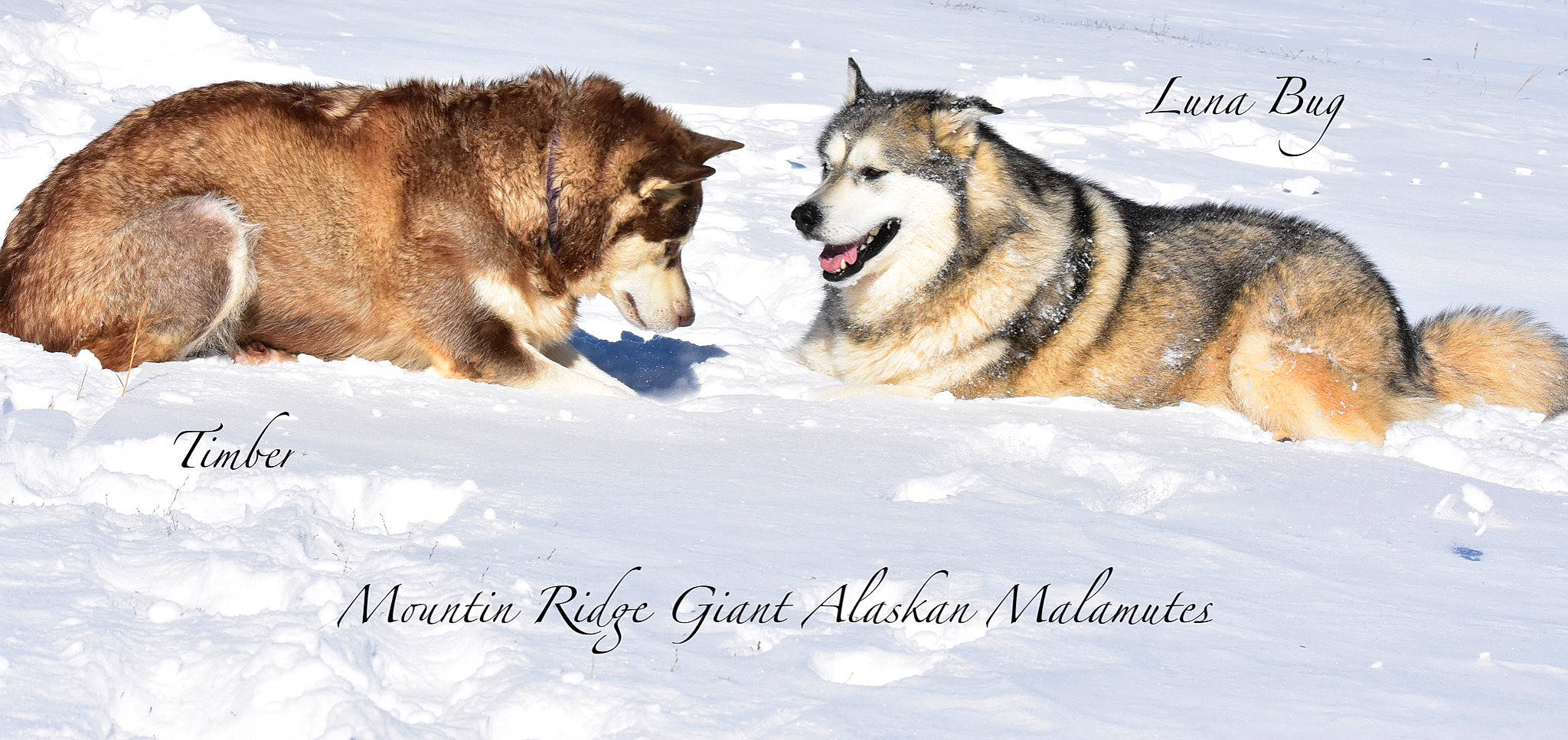 Luna Bug is registered to the contest to win money with this photo: alaskan_malamute, canadian_eskimo_dog, canidae, carnivore, dog, east_siberian_laika, greenland_dog, mammal, native_american_indian_dog, northern_inuit_dog, saarloos_wolfdog, sakhalin_husky, seppala_siberian_sleddog, siberian_husky, sled_dog, tamaskan_dog, utonagan, vertebrate, west_siberian_laika, wolfdog