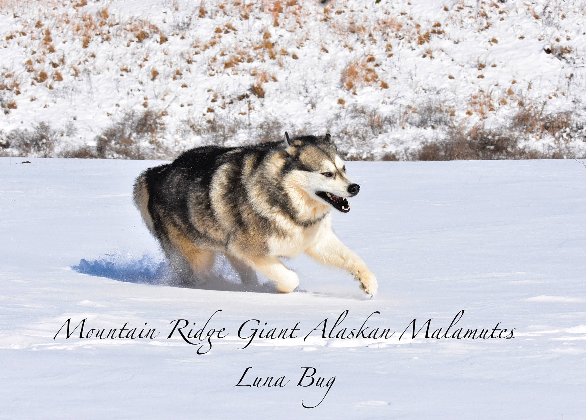 Luna Bug joined the competition — help win amazing prizes! alaskan_malamute, canadian_eskimo_dog, canidae, canis, carnivore, dog, greenland_dog, jamthund, mammal, native_american_indian_dog, northern_inuit_dog, saarloos_wolfdog, sakhalin_husky, seppala_siberian_sleddog, siberian_husky, sled_dog, tamaskan_dog, vertebrate, winter, wolfdog