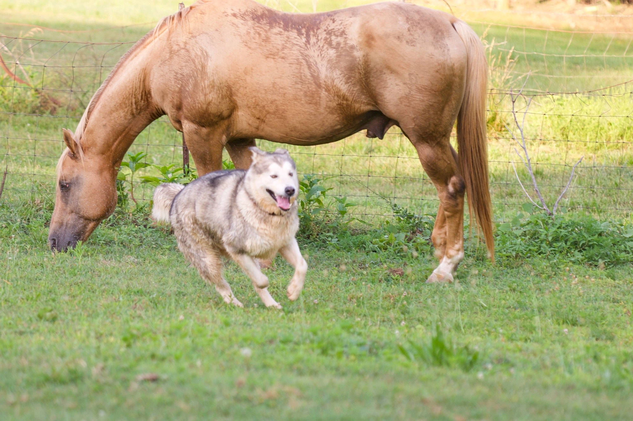 Myia is registered to the contest to win money with this photo: bactrian_camel, carnivore, companion_dog, fawn, grass, grassland, grazing, horse, landscape, liver, mane, mare, meadow, pack_animal, plant, prairie, snout, sorrel, terrestrial_animal, working_animal